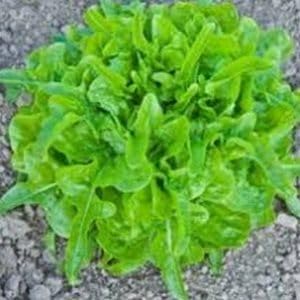 Dubacek Seeds for Vegetable Planting, 100 Pcs pcs - Dharaseeds