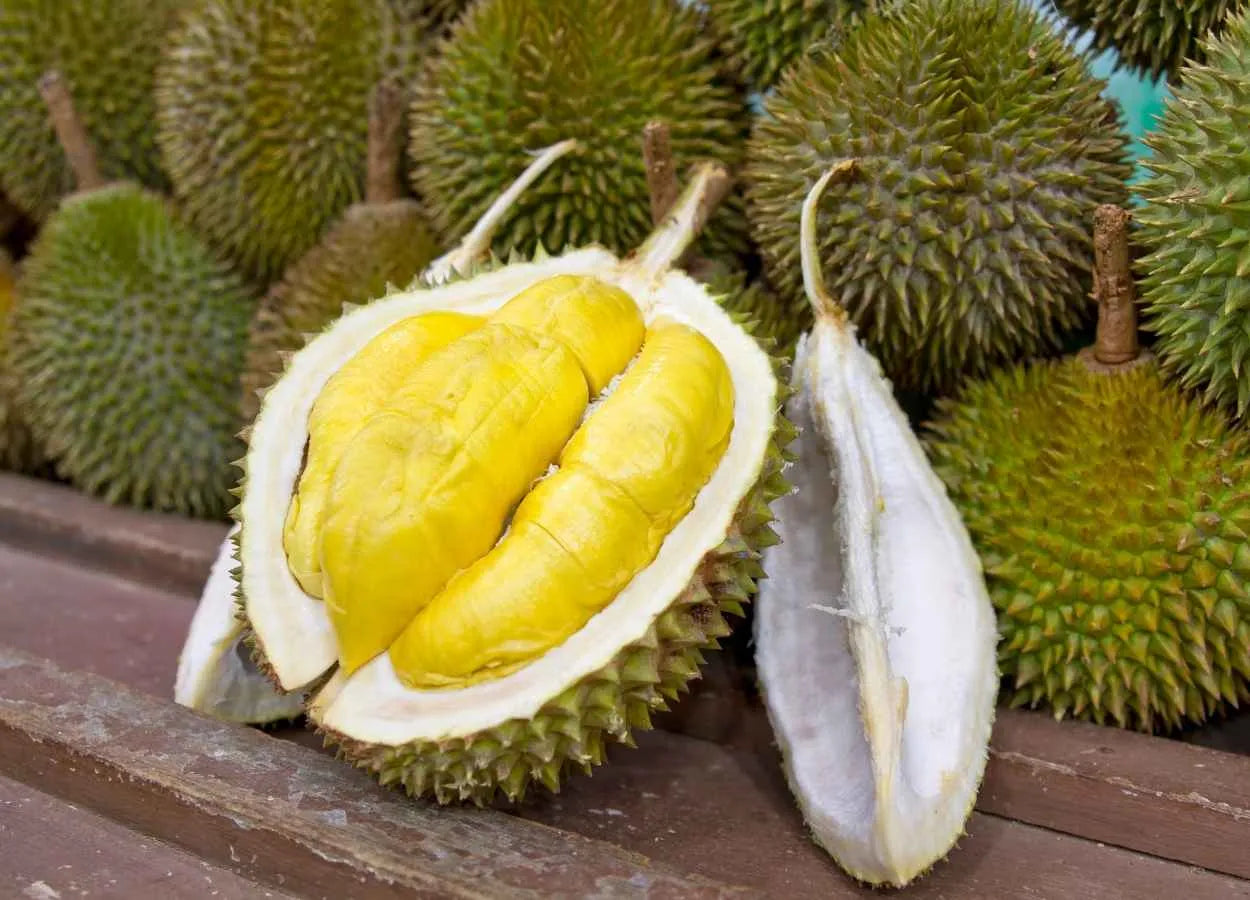 Durian (Durio spp.)