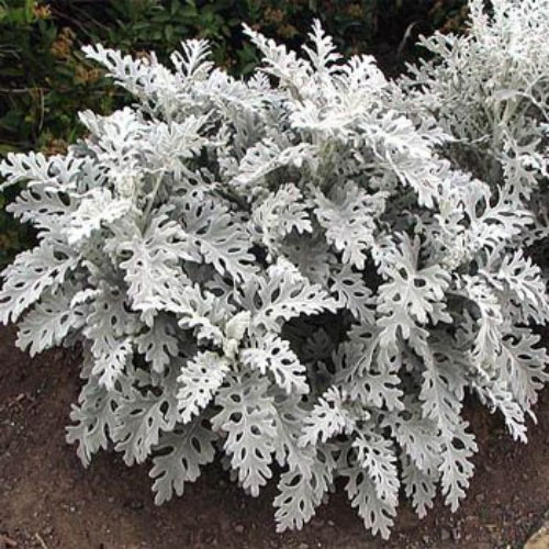 Cineraria Dusty Miller Silvery Foliage Plant Seeds