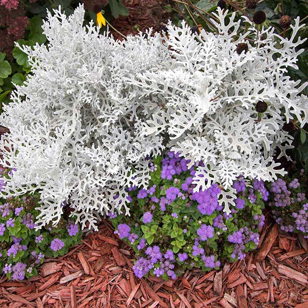 Cineraria Dusty Miller Silvery Foliage Plant Seeds