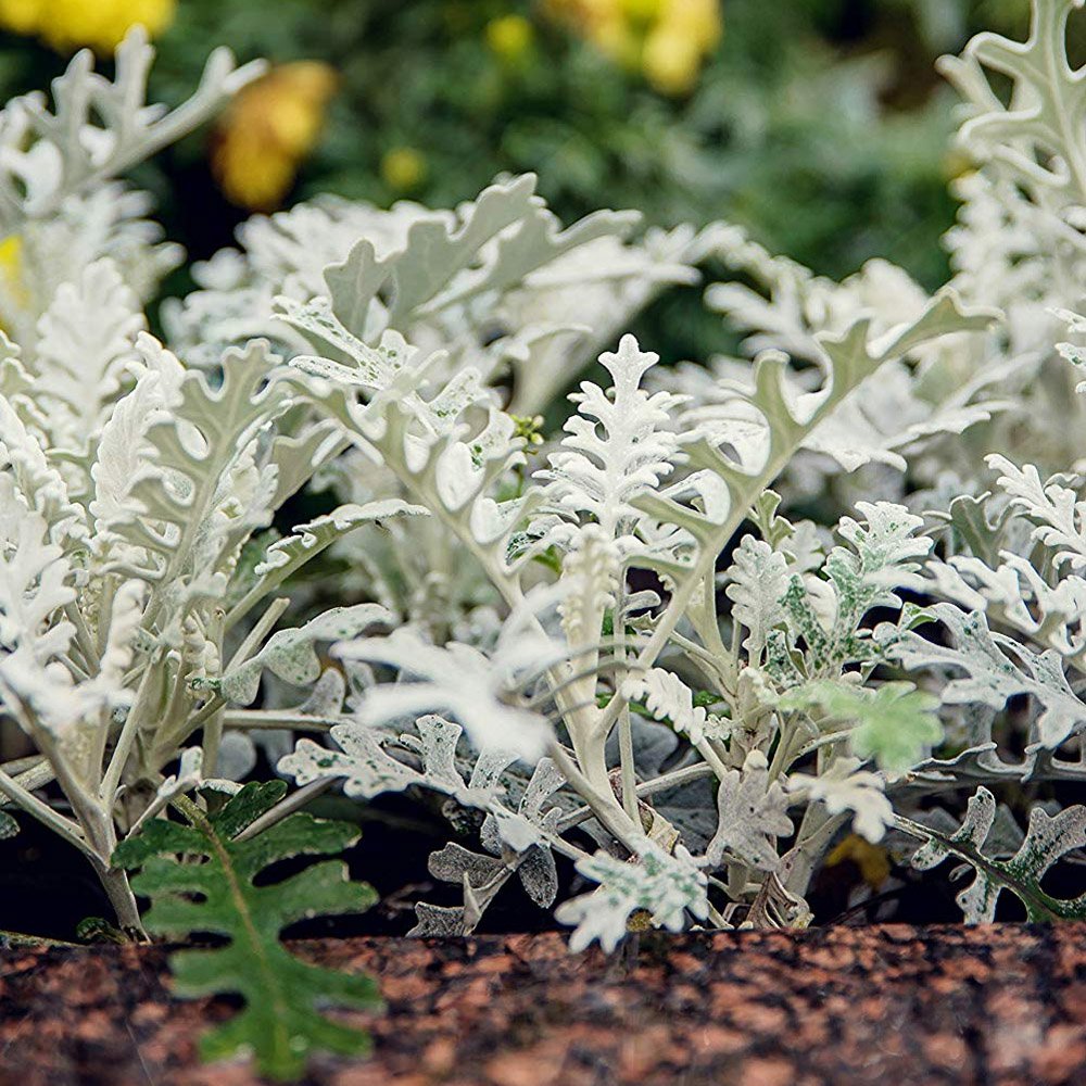 Cineraria Dusty Miller Silvery Foliage Plant Seeds