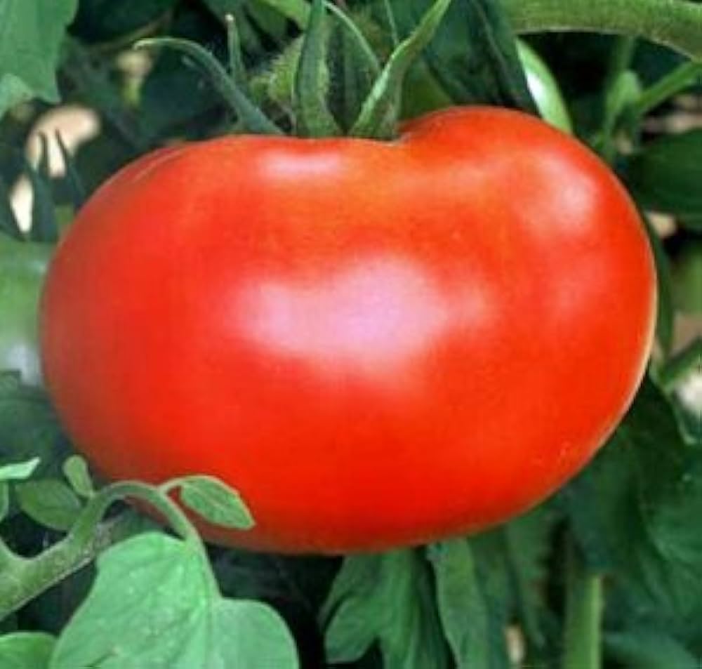 Dutchman tomato seeds Lycopersicon lycopersicum for old - fashioned flavor - Dharaseeds