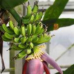 Dwarf banana seeds for bonsai and container gardening