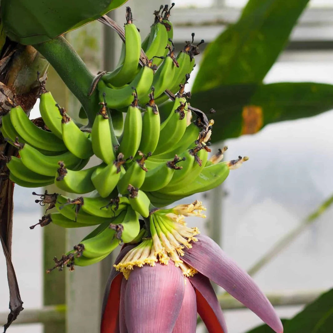 Dwarf banana seeds for bonsai and container gardening