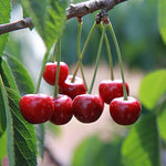 Dwarf cherry tree seeds high germination organic variety