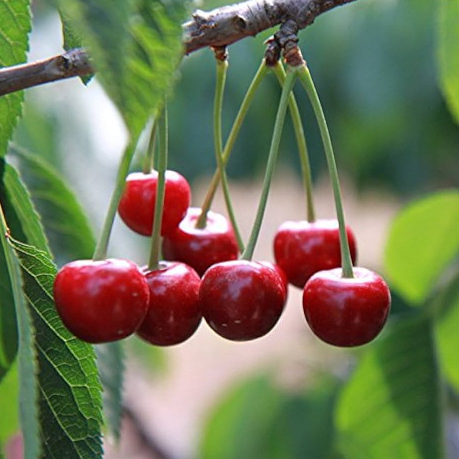 Dwarf cherry tree seeds high germination organic variety