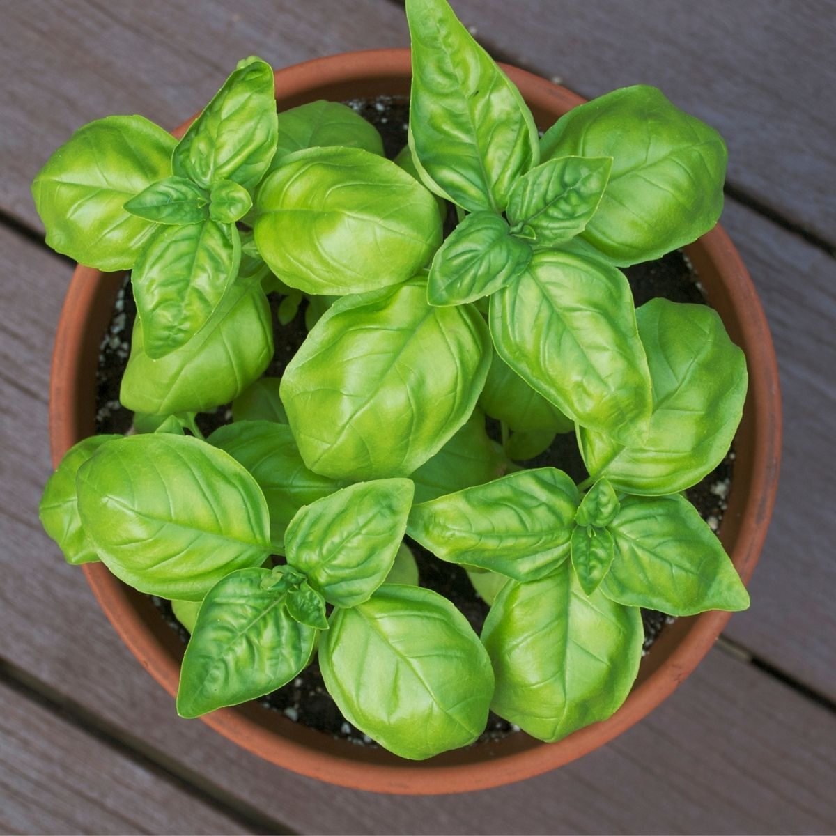 Dwarf Greek basil seeds for planting in containers and home gardens