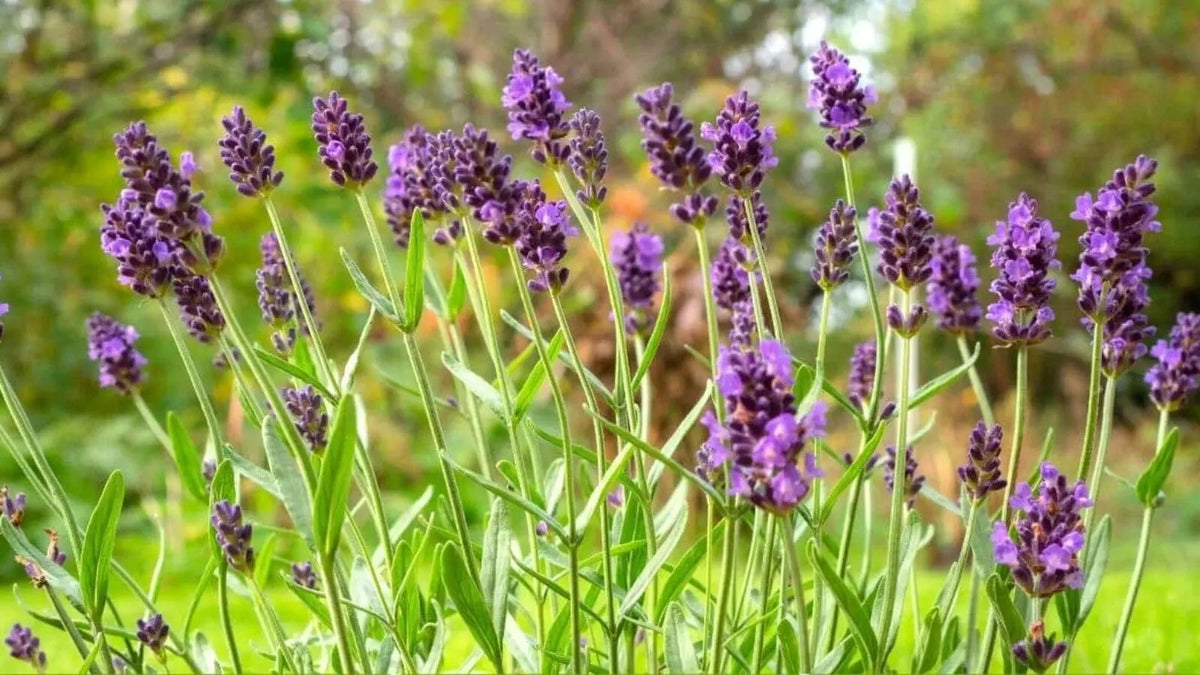 Lavender Provence Flower Seeds for Planting - NON GMO Seeds for planting in home garden