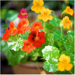 Dwarf nasturtium Tropaeolum majus alaska - gold flower seeds for planting in wild gardens or hanging baskets - Dharaseeds