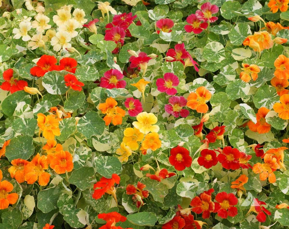 Dwarf nasturtium Tropaeolum majus alaska - gold flower seeds for planting in wild gardens or hanging baskets - Dharaseeds