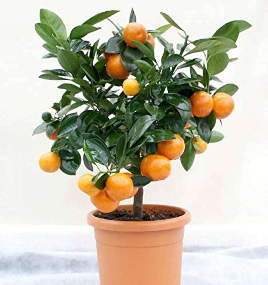 Dwarf orange tree bonsai seeds for indoor gardening