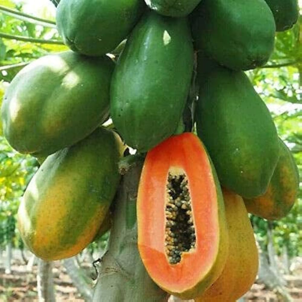Dwarf papaya plant grown from papaya seeds