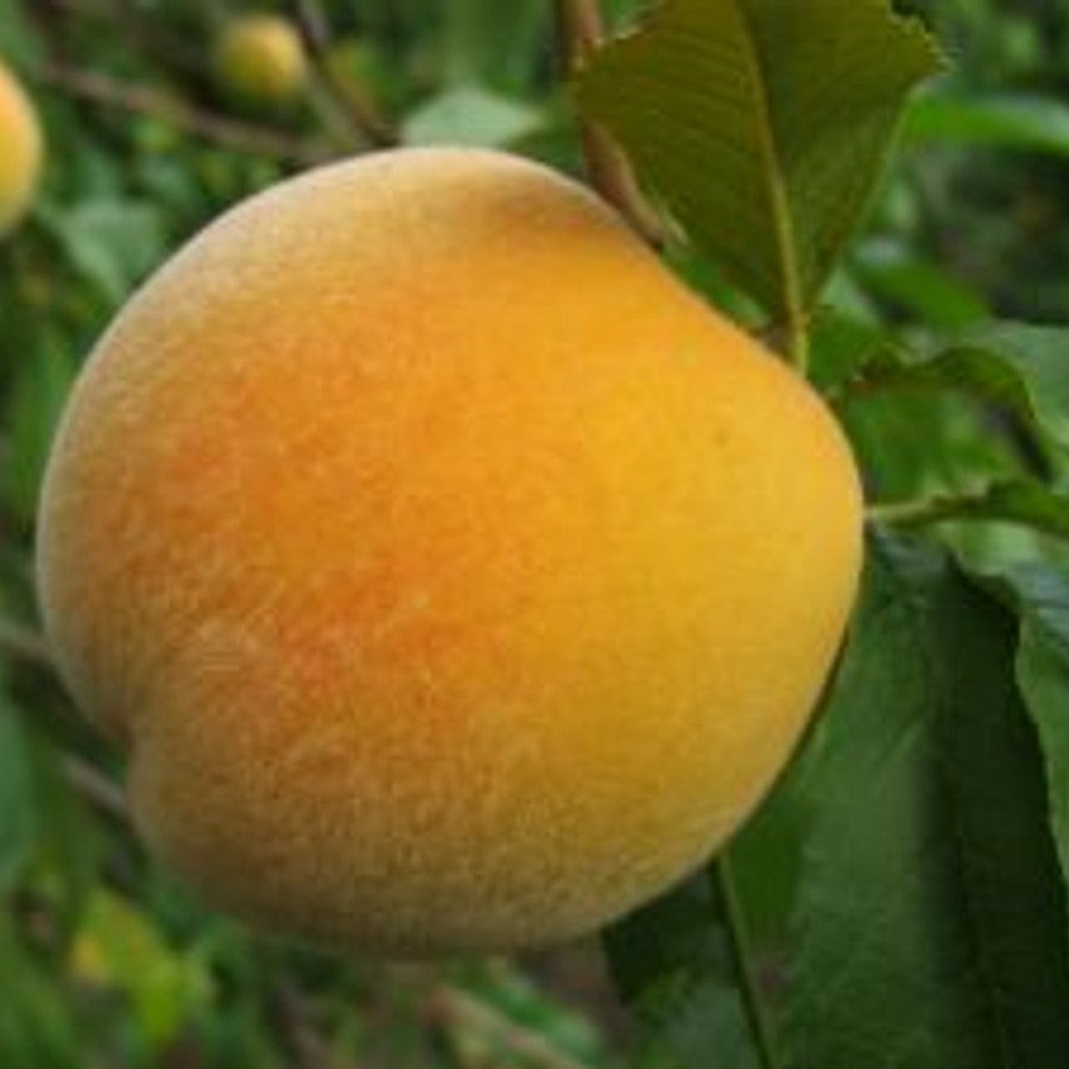 Dwarf peach plant bonsai for home and balcony garden