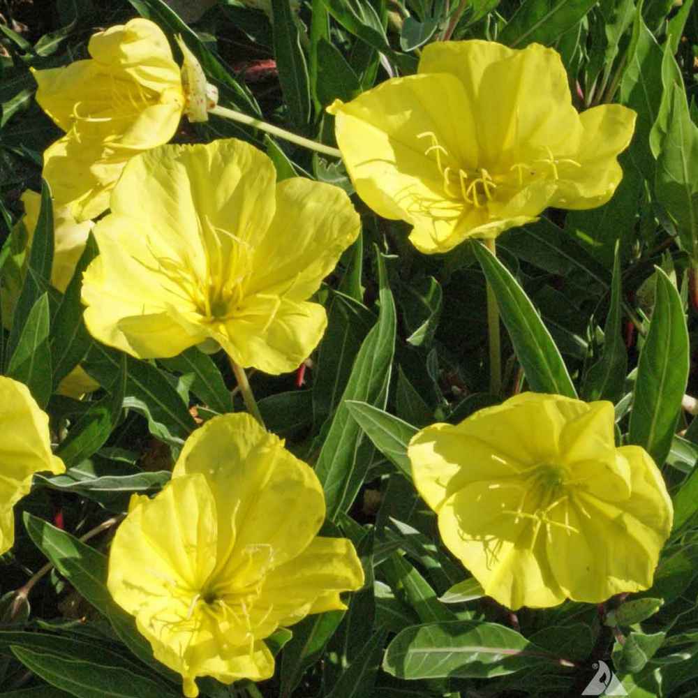 Missouri Primrose Seeds (Dwarf)