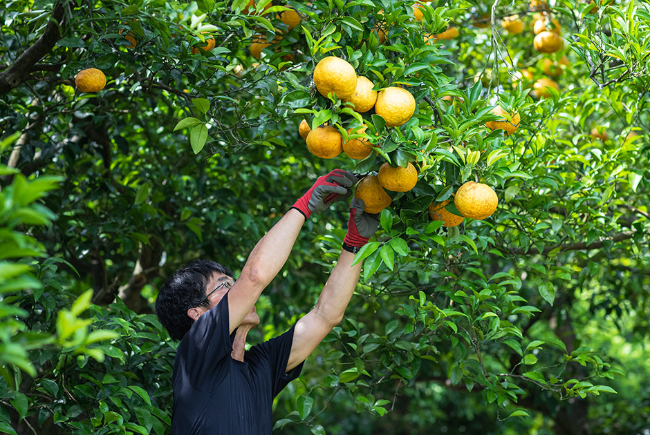 Amanatsu Orange (Citrus natsudaidai) Seeds