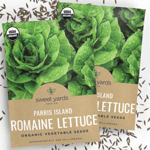mature Parris Island Romaine Lettuce plants﻿ growing in garden bed