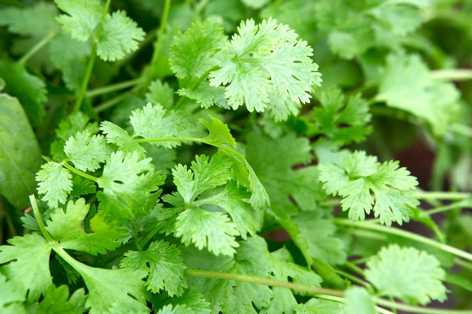 Cilantro Seeds