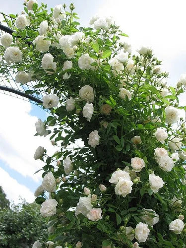 Chinese Rosa Rosa Rosso White Rose Yellow Perfumed Flowers Climbing Plants