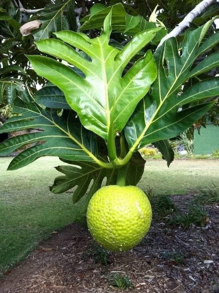 African Breadfruit (Treculia africana) Seeds