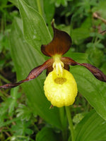 heirloom-yellow-ladys-slipper-flower-seeds

