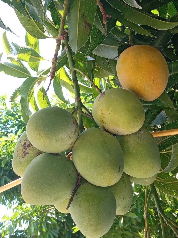 African Mango (Irvingia gabonensis) Seeds