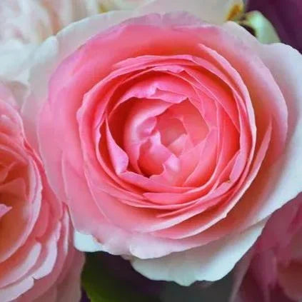 Pink Lonza Gemstone Flower Seeds for Planting Non-GMO Heirloom Garden Seeds for Growing