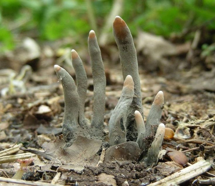 Dead Man’s Fingers (Xylaria polymorpha)