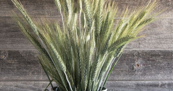 Silver Tip Ornamental Grass Seed