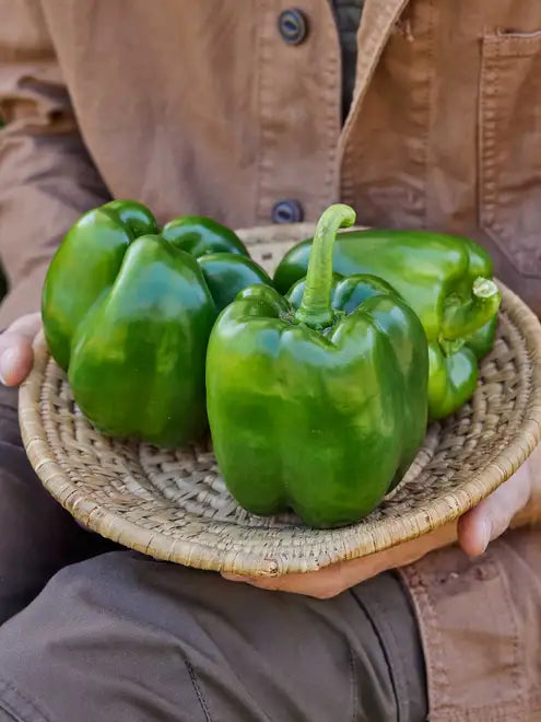 Sweet Pepper Seeds (Organic) - Emerald Giant