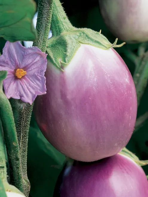 Eggplant Seeds - Rosa Bianca