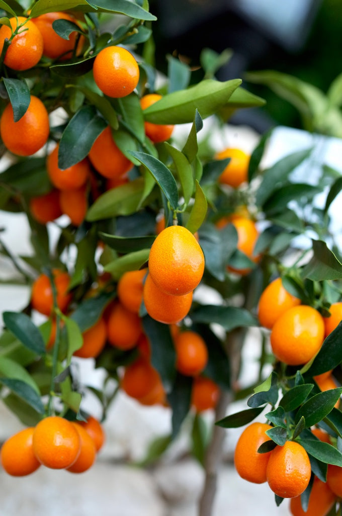 Cumquat (Fortunella spp.)