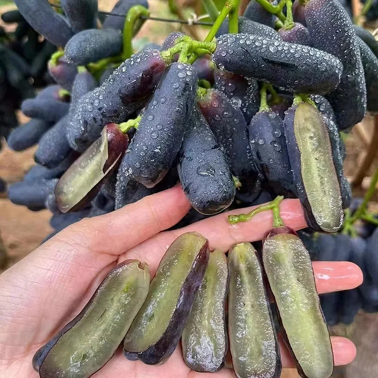 fruits high quality fruit seeds for growing fresh juicy and nutritious fruits in home gardens and farms organic fruits premium organic fruit seeds for sustainable farming and healthy homegrown produce suitable for all climates