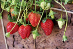 vibrant mini strawberries used as dessert garnishes

