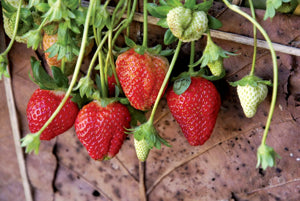 vibrant mini strawberries used as dessert garnishes

