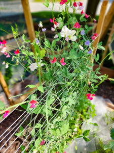 organic-fragrant-flower-seeds-lathyrus-mix

