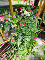 organic-fragrant-flower-seeds-lathyrus-mix

