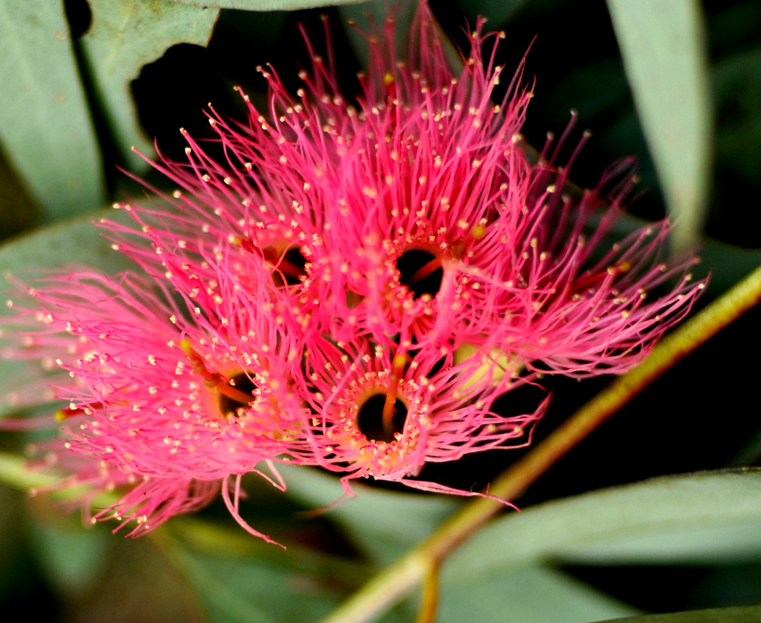 Pink Eucalyptus Sideroxylon Plant Seeds for Colorful Outdoor Gardens – Fresh Herb for Your Garden