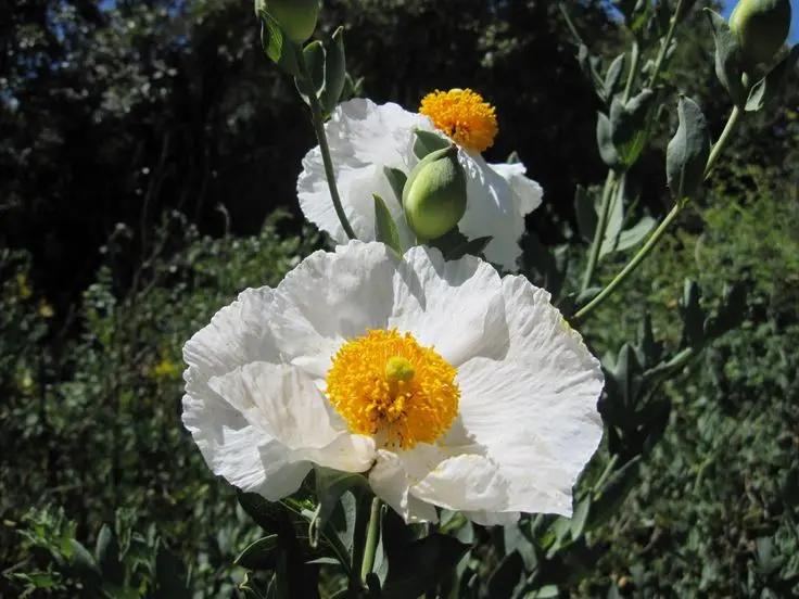 drought-tolerant-romneya-poppy-flower-seeds

