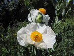 romneya-coulteri-matilija-poppy-non-gmo-seeds

