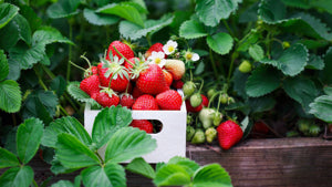 bowl of fresh harvested mini strawberries

