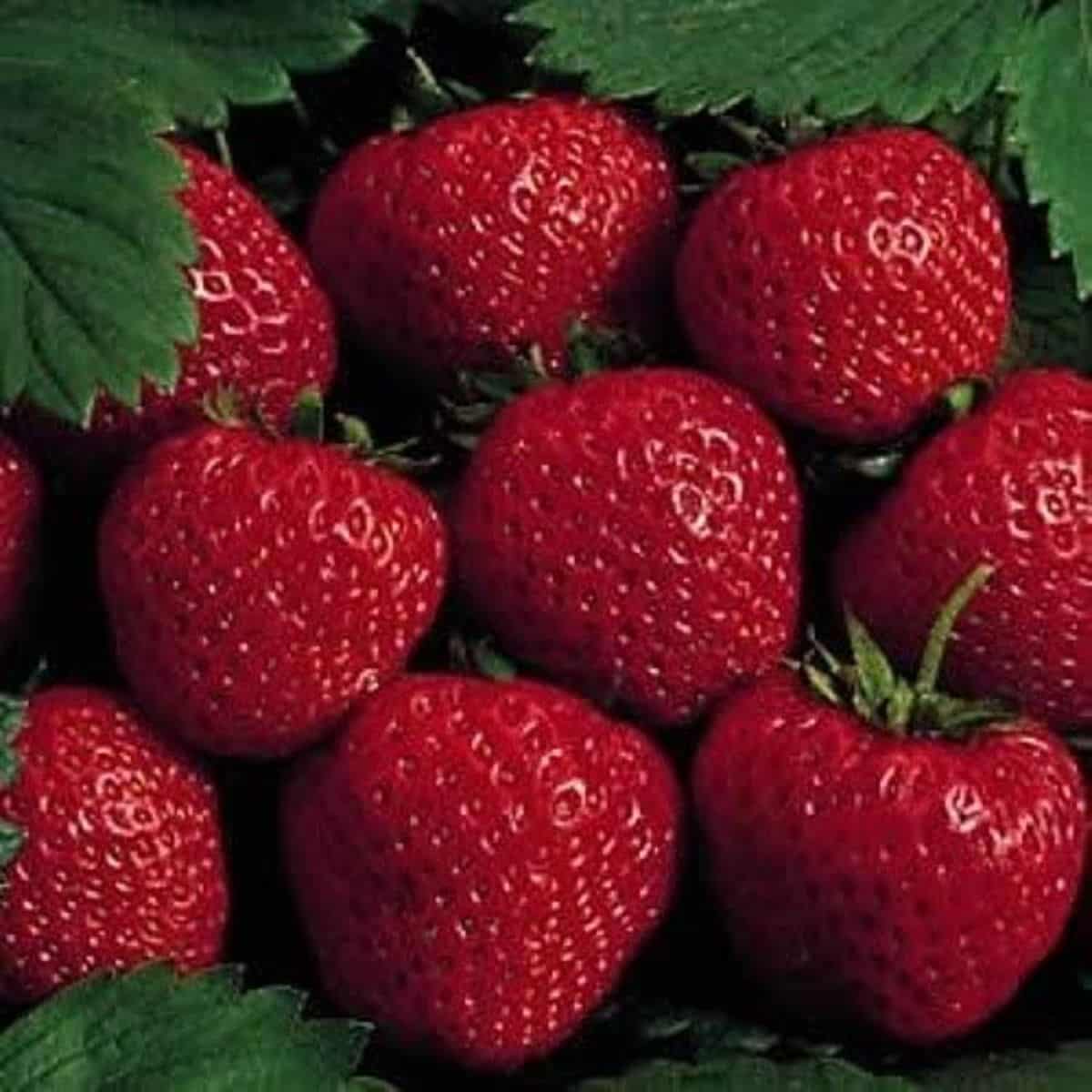 Earliglow – Spring-Planted Strawberry Seeds