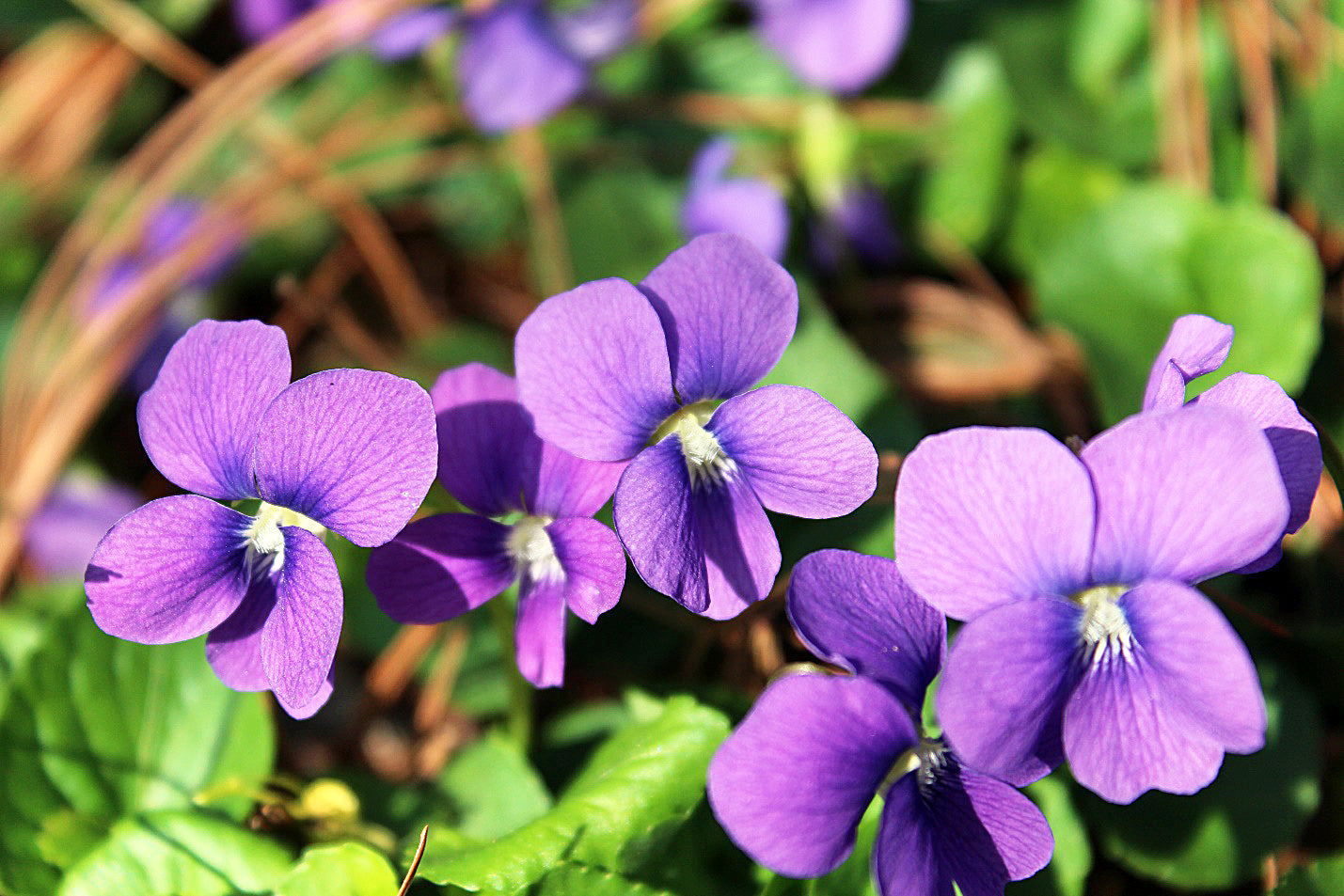 Sweet Violet Flower Seeds