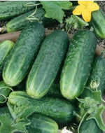 Early green cucumber seeds high yield variety