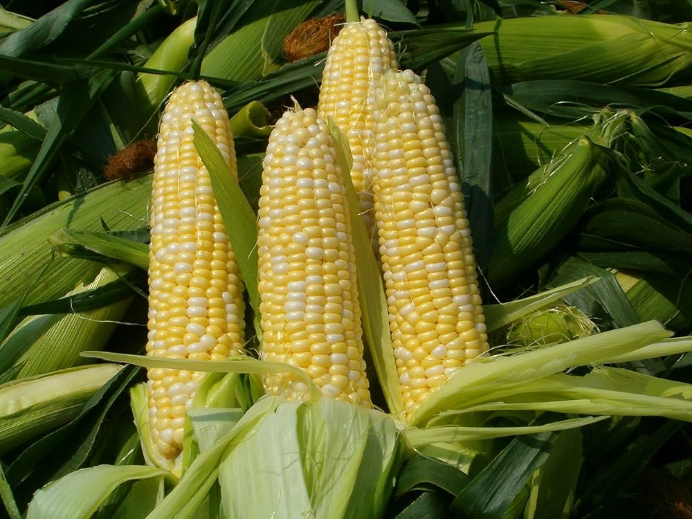 Early Sunglow corn seeds high yield organic garden crop