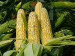 Early Sunglow corn seeds high yield organic garden crop