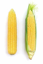 Early Sunglow sweet corn seeds organic high germination variety