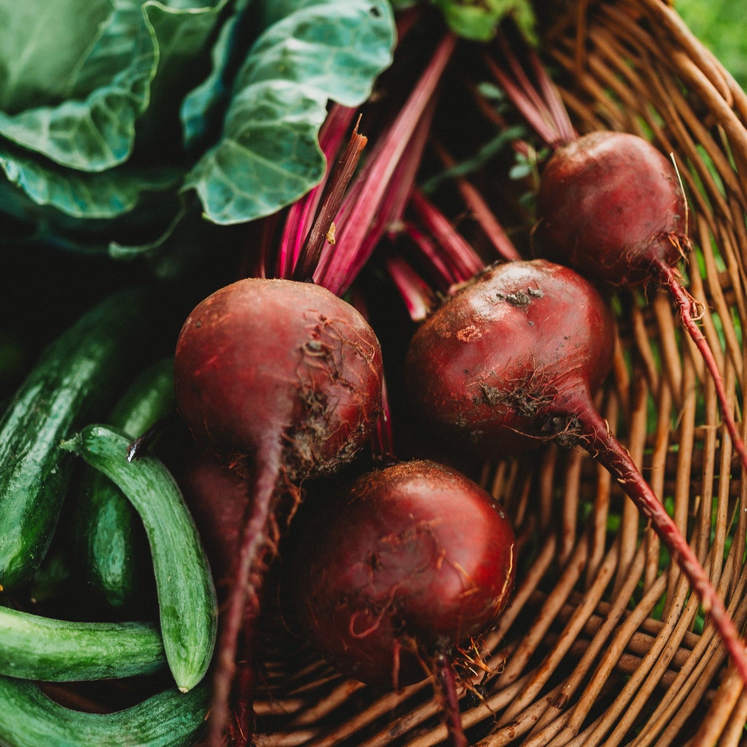 Beet Beta Vulgaris Wonder Early High Up Vegetable Seeds for Planting – Fast-Growing Heirloom Variety for Kitchen Garden