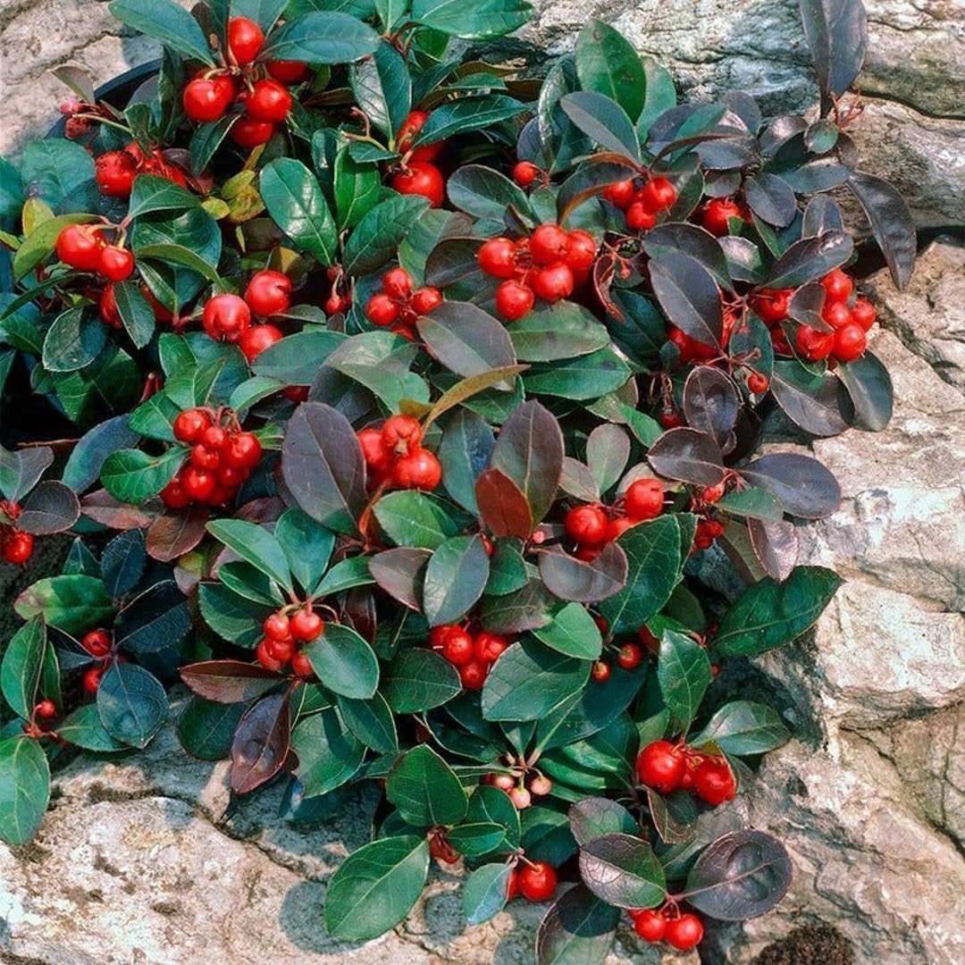 Eastern Teaberry Gaultheria procumbens herb seeds for planting in woodland gardens - Dharaseeds