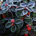 Eastern Teaberry Gaultheria procumbens herb seeds for planting in woodland gardens - Dharaseeds