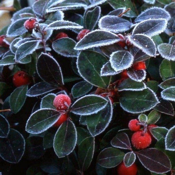 Eastern Teaberry Gaultheria procumbens herb seeds for planting in woodland gardens - Dharaseeds